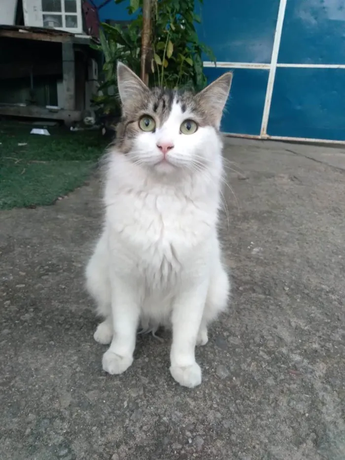 Gato ra a Srd idade 7 a 11 meses nome Fiona