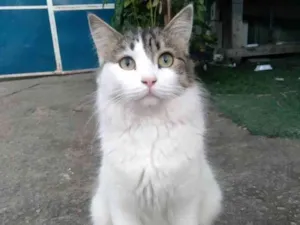Gato raça Srd idade 7 a 11 meses nome Fiona