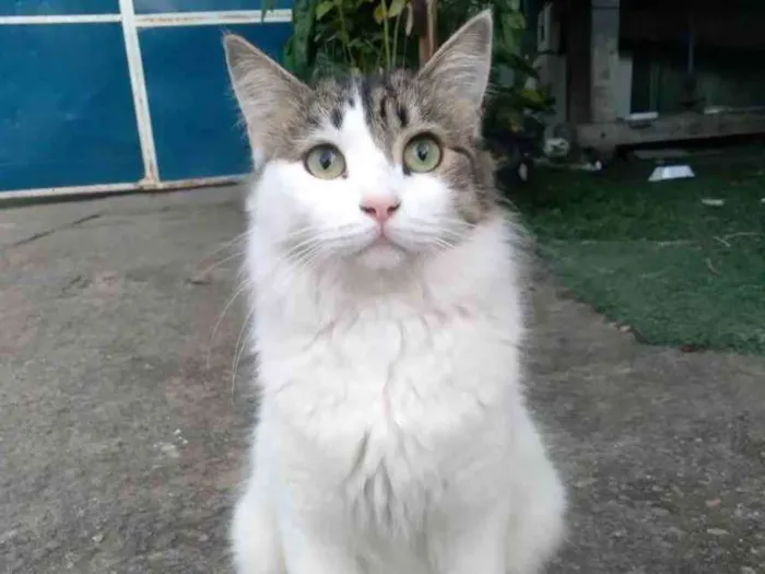 Gato ra a Srd idade 7 a 11 meses nome Fiona
