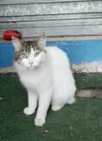Fiona