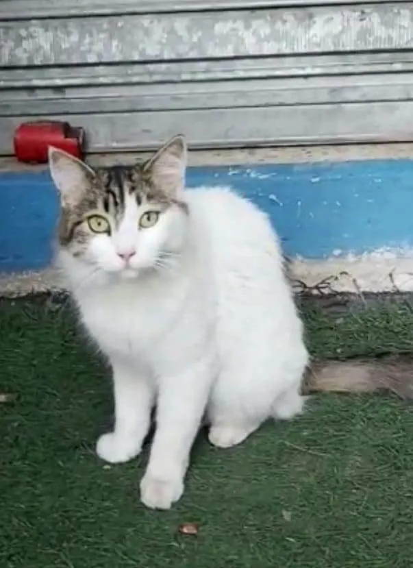 Gato ra a Srd idade 7 a 11 meses nome Fiona