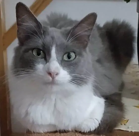 Gato ra a Srd idade 7 a 11 meses nome Serena 