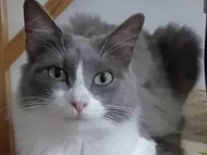 Gato raça Srd idade 7 a 11 meses nome Serena 