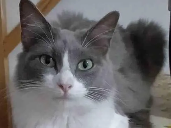 Gato ra a Srd idade 7 a 11 meses nome Serena 