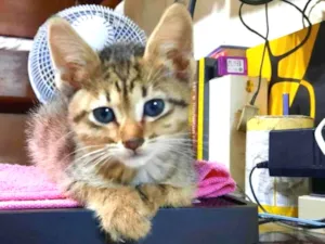 Gato raça S/D  idade 2 a 6 meses nome Tigresinha 