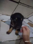 Branquinha e Pretinh