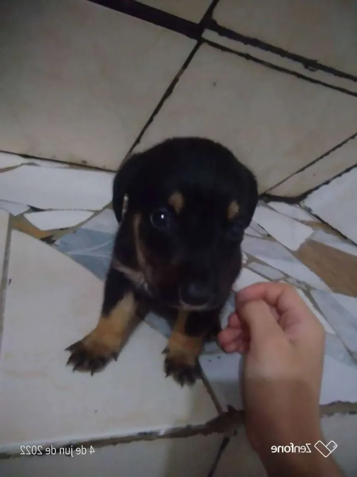 Cachorro raça  idade Abaixo de 2 meses nome Branquinha e Pretinh