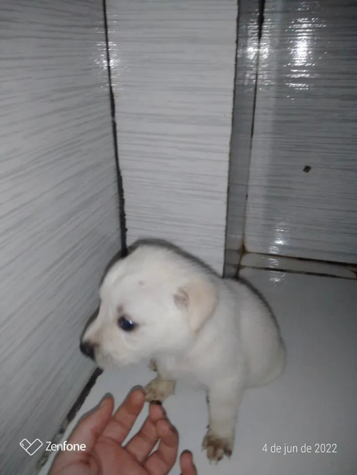 Cachorro raça  idade Abaixo de 2 meses nome Branquinha e Pretinh
