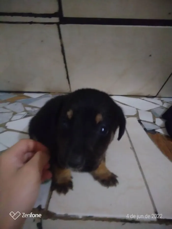 Cachorro raça  idade Abaixo de 2 meses nome Branquinha e Pretinh