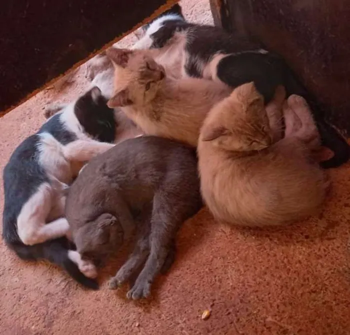 Gato raça Felino SRD idade 2 a 6 meses nome Ninhada da Sialata