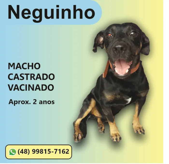 Cachorro ra a SRD idade 2 anos nome Neguinho