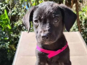 Cachorro raça SRD idade 2 a 6 meses nome BEYONCÉ