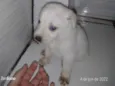 Branquinha e Pretinh