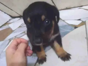 Cachorro raça  idade Abaixo de 2 meses nome Branquinha e Pretinh