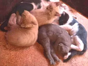 Gato raça Felino SRD idade 2 a 6 meses nome Ninhada da Sialata