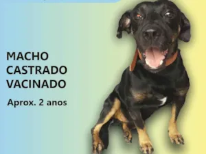 Cachorro raça SRD idade 2 anos nome Neguinho