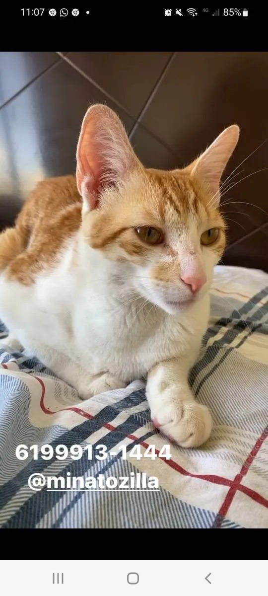 Gato ra a Felino SRD idade 7 a 11 meses nome Nino