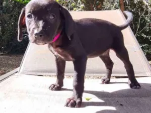 Cachorro raça SRD idade 2 a 6 meses nome EDITH