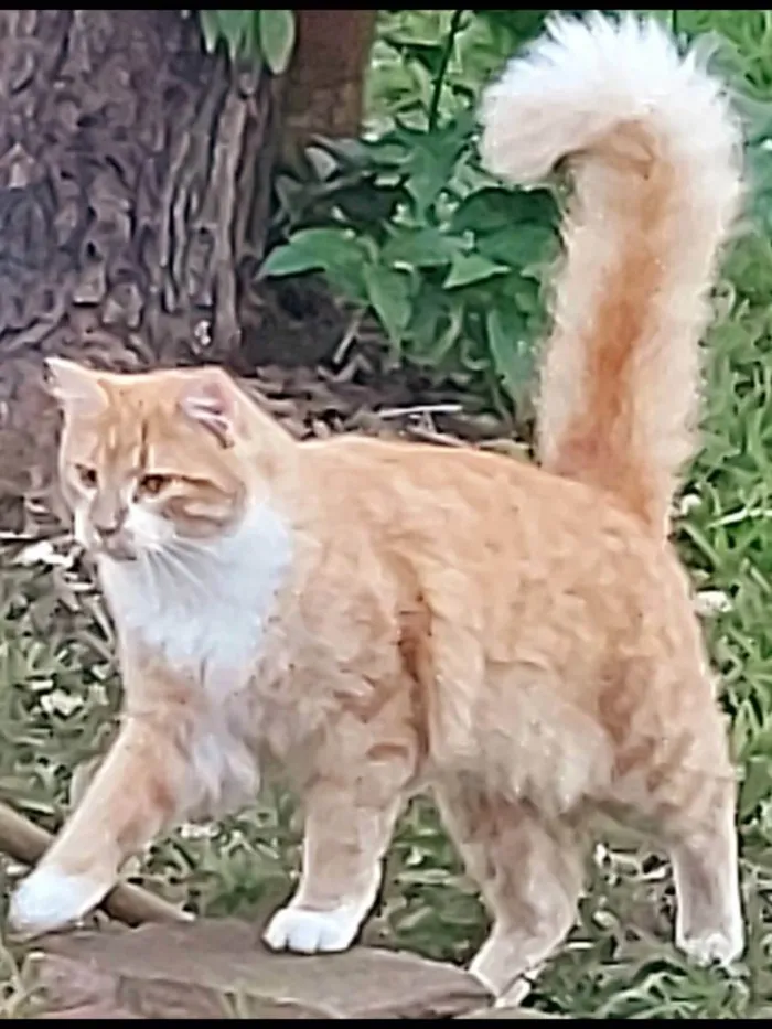 Gato ra a SRD idade 3 anos nome Sol