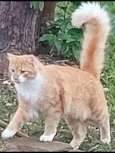 Sol