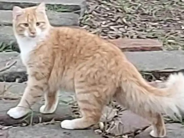 Gato ra a SRD idade 3 anos nome Sol