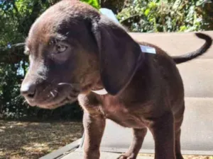 Cachorro raça SRD idade 2 a 6 meses nome AZEITONA