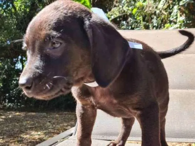 Cachorro raça SRD idade 2 a 6 meses nome AZEITONA