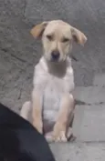 Lua