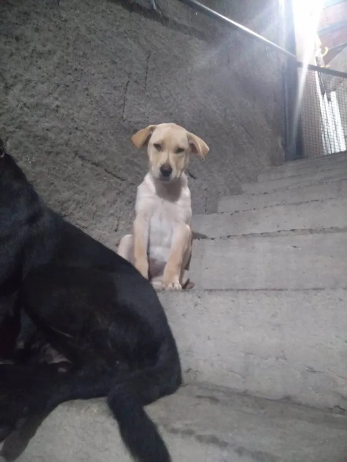 Cachorro ra a SRD idade 2 a 6 meses nome Lua
