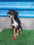 Cachorro raça SRD  idade 1 ano nome Zezinho