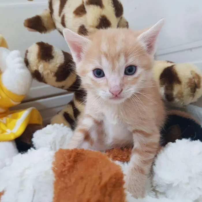 Gato ra a Felino SRD idade Abaixo de 2 meses nome Filhote amarelinho