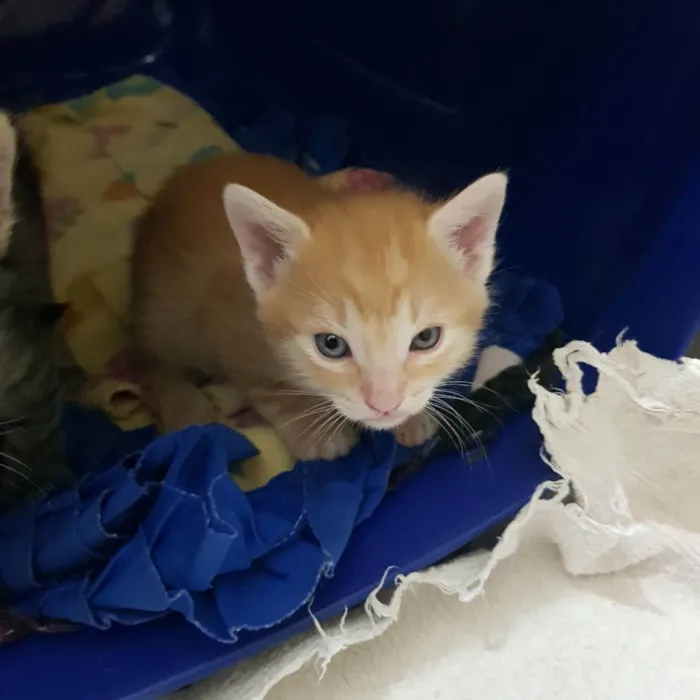 Gato ra a Felino SRD idade Abaixo de 2 meses nome Filhote amarelinho