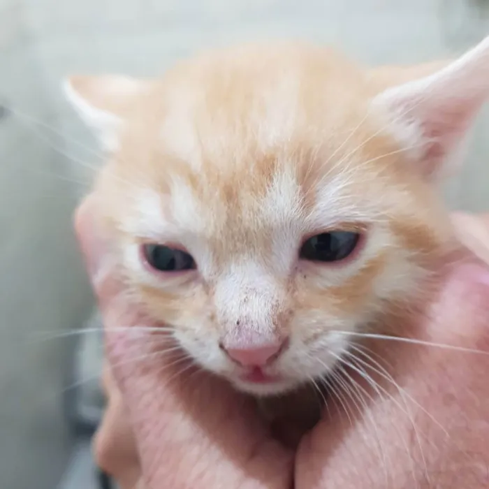 Gato ra a Felino SRD idade Abaixo de 2 meses nome Filhote amarelinho