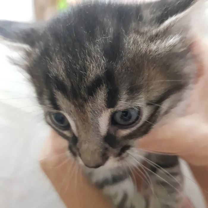 Gato ra a Felino SRD idade Abaixo de 2 meses nome Filhote tigrado M