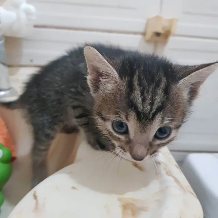 Gato ra a Felino SRD idade Abaixo de 2 meses nome Filhote tigrado M