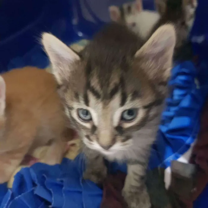 Gato ra a Felino SRD idade Abaixo de 2 meses nome Filhote tigrado M