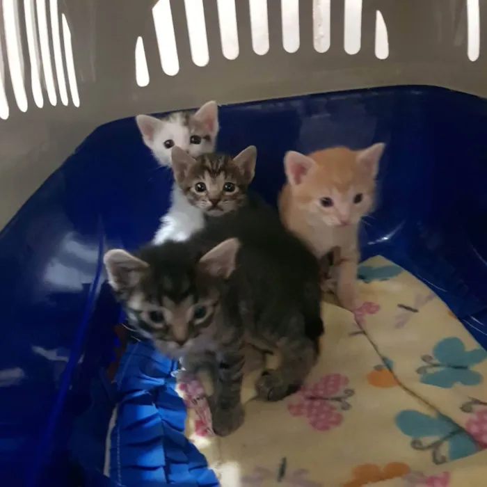 Gato ra a Felino SRD idade Abaixo de 2 meses nome Filhote tigrado M