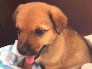 Cachorro raça Mix de chow chow idade Abaixo de 2 meses nome Sem nome