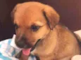 Cachorro raça Mix de chow chow idade Abaixo de 2 meses nome Sem nome