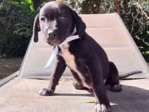 Cachorro raça SRD idade 2 a 6 meses nome CORAGEM