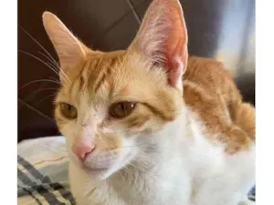 Gato raça Felino SRD idade 7 a 11 meses nome Nino
