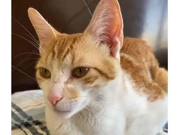 Gato ra a Felino SRD idade 7 a 11 meses nome Nino