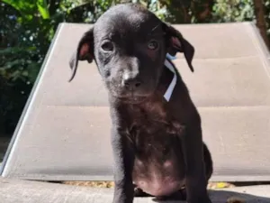 Cachorro raça SRD idade 2 a 6 meses nome GIGANTE