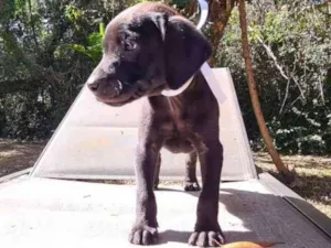 Cachorro raça SRD idade 2 a 6 meses nome FANTOMAS