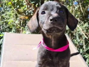 Cachorro raça SRD idade 2 a 6 meses nome PEDRITA