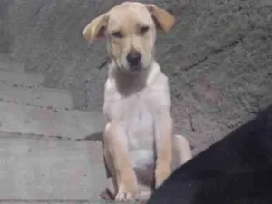 Cachorro raça SRD idade 2 a 6 meses nome Lua