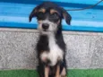 Cachorro raça SRD  idade 1 ano nome Zezinho