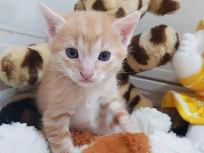 Gato ra a Felino SRD idade Abaixo de 2 meses nome Filhote amarelinho