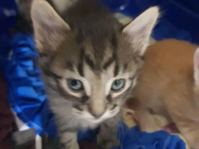Gato ra a Felino SRD idade Abaixo de 2 meses nome Filhote tigrado M