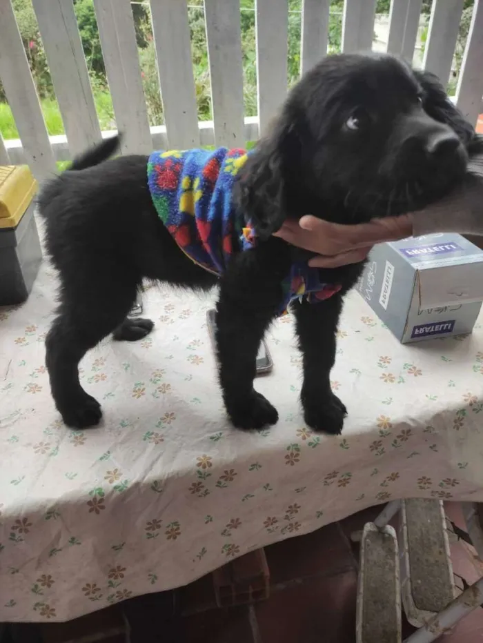 Cachorro ra a SRD idade 2 a 6 meses nome Vênus